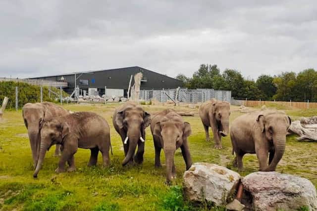 Blackpool Zoos herd of elephants