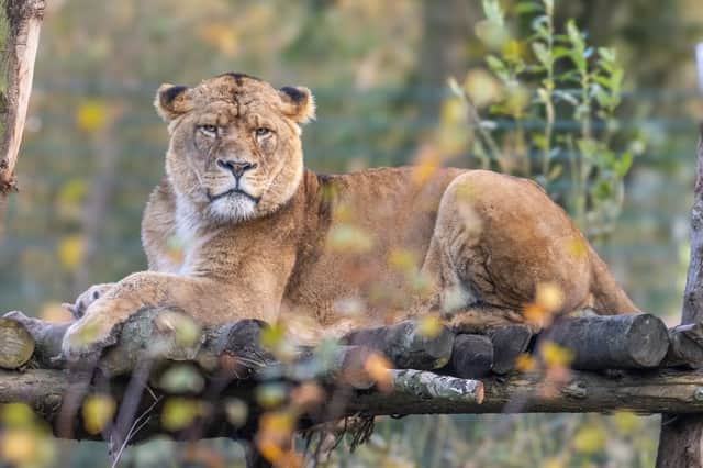 African lion - Credit Alison Allen