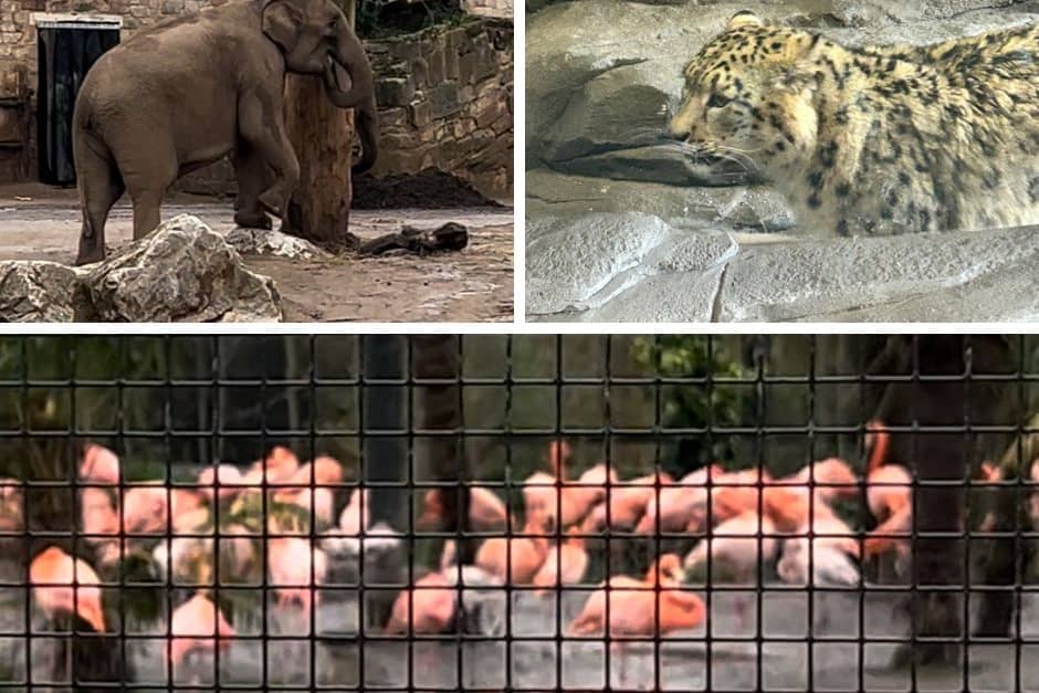 If you go down to the zoo today..