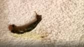 A slug in a towel.