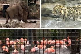 Some of the many animals who inhabit Chester Zoo. 