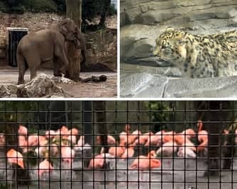 Some of the many animals who inhabit Chester Zoo. 