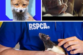 The RSPCA is now launching a new campaign For Every Kind, urging people to care about the lives of every animal and carry out one million acts of kindness for animals to mark its 200th anniversary.