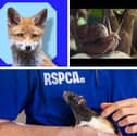 The RSPCA is now launching a new campaign For Every Kind, urging people to care about the lives of every animal and carry out one million acts of kindness for animals to mark its 200th anniversary.