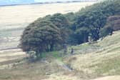 Woodland in Lancashire. Credit: Alan Wright