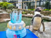 Watch: Europe's oldest penguin celebrates 36th birthday at her home in UK Wildlife Park