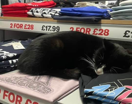Lady Puddington snoozing in her home from home at Sports Direct in Fleetwood's Affinity shopping outlet. Pic credit: Kye Cudlip