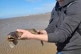 Maria and Adam Clark found 12 of the small-spotted catsharks washed up on the beach at Norbreck, Blackpool on Saturday