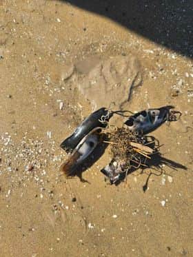 Known as mermaid's purses, shark egg cases are a good indicator of what species are breeding nearby. The small-spotted catshark has a small eggcase (5-7cm) with curly tendrils at each corner