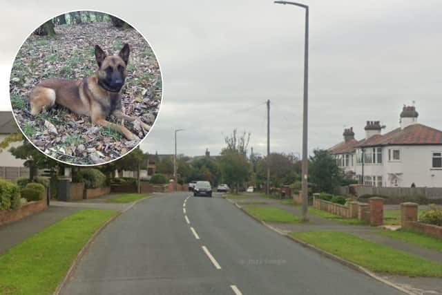 Police Dog Billie found three young people hiding in a bush after officers were called to Longhouse Lane (Credit: Lancashire Police)