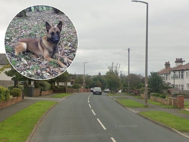 Police Dog Billie found three young people hiding in a bush after officers were called to Longhouse Lane (Credit: Lancashire Police)