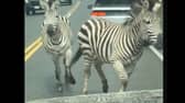 A motorist was bemused to find himself facing four zebras on the loose in North Bend, Washington, on Sunday, April 28.