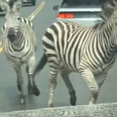 A motorist was bemused to find himself facing four zebras on the loose in North Bend, Washington, on Sunday, April 28.