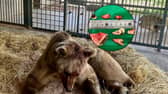A Brit performed life-saving dental surgery on a BEAR - after it was unable to eat properly due to its broken teeth and decaying gums. 