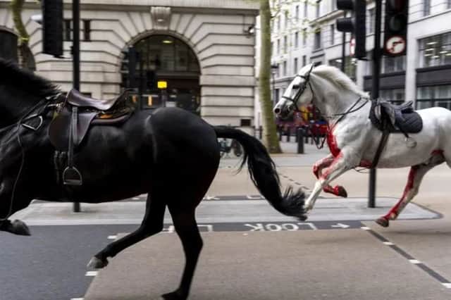 Quaker, a Cavalry black, and a grey horse called Vida were seen galloping through the streets London after being frightened by builders moving rubble last Wednesday, with one appearing visibly injured. 