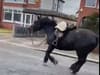 'Anyone lost a horse?' - watch the moment a horse escapes through the streets of Cleveleys