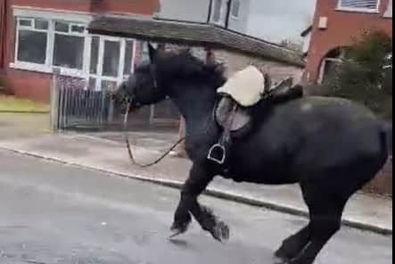 Footage captured by Jon Bamborough shows a black horse with an empty saddle on its back galloping through the streets of Homefield Avenue/Birchfield Avenue in Cleveleys on Tuesday. 