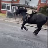 Footage captured by Jon Bamborough shows a black horse with an empty saddle on its back galloping through the streets of Homefield Avenue/Birchfield Avenue in Thornton on Tuesday. Video by Sam Newiss