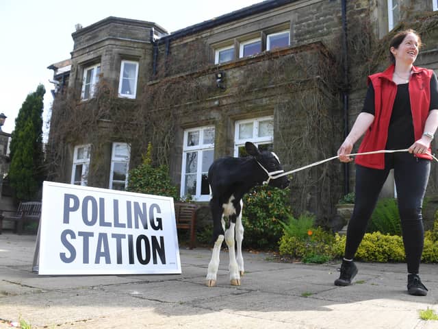 Suzy Ferrari-Topping re-moo-ving a neighbours calf from the polling station at Ferrari's Country House, Thornley, near Longridge.