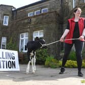 Suzy Ferrari-Topping re-moo-ving a neighbours calf from the polling station at Ferrari's Country House, Thornley, near Longridge.