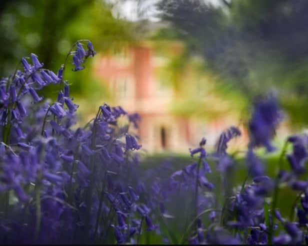 Lytham Hall bluebells