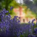 Lytham Hall bluebells