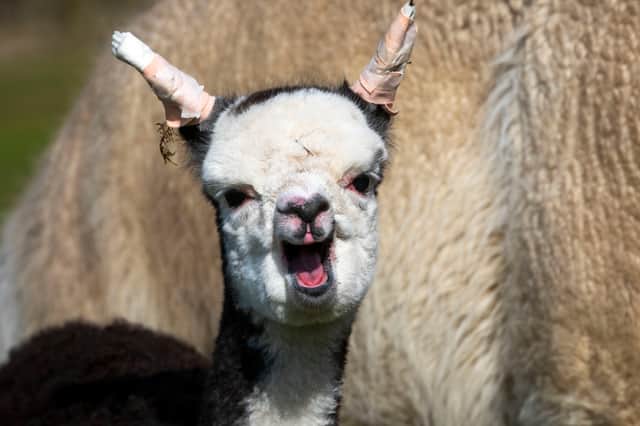 Baby alpaca receives treatment on her "floppy ears".