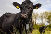 Cows controlled with GPS tracker which plays music.