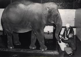 Crumple the elephant draws the winning ticket for the Blackpool Zoo Society Christmas draw at Blackpool Zoo, helped by Mrs Pat Prescott (secretary) and Andrew Gabbitas (society member) 