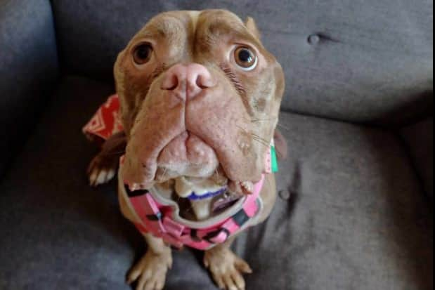 Pocket bully Moana who was found in Preston emaciated and with cropped ears is doing ‘fabulous’ at the RSPCA in Preston.