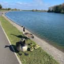 Fylde Council said the goose was protecting the goslings when it was attacked.