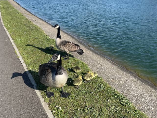 Fylde Council said the goose was protecting the goslings when it was attacked.