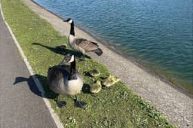 Fylde Council said the goose was protecting the goslings when it was attacked.