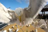 Blackpool Beach has been named the UK's number 2 hotspot for seagull attacks