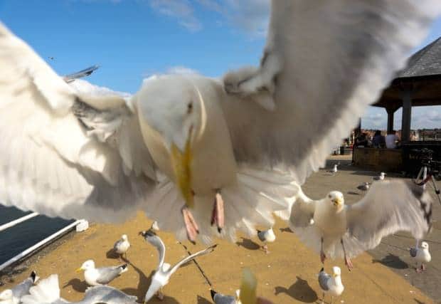 Blackpool Beach has been named the UK's number 2 hotspot for seagull attacks