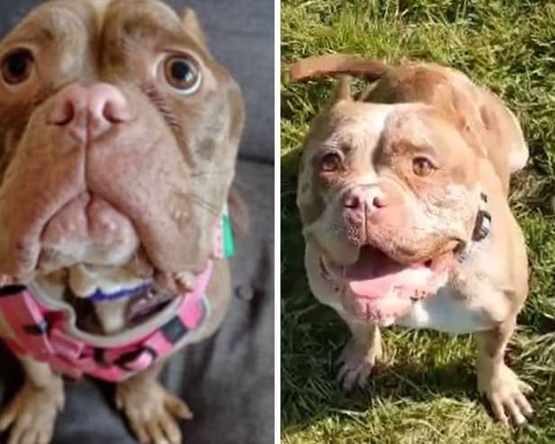 Moana the pocket bully is now doing well after being found emaciated and abandoned three months ago.
