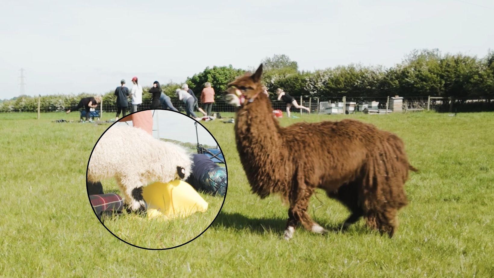 Sheep interrupts Alpaca yoga exercise class at Lowlands Farm - Vimarsana News
