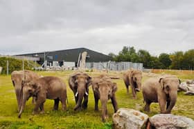 Blackpool Zoo is preparing for the arrival of two baby elephants later this year