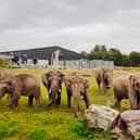 Blackpool Zoo is preparing for the arrival of two baby elephants later this year