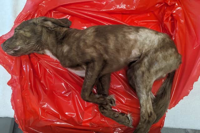 RSPCA appeal after emaciated dog found abandoned in park before death