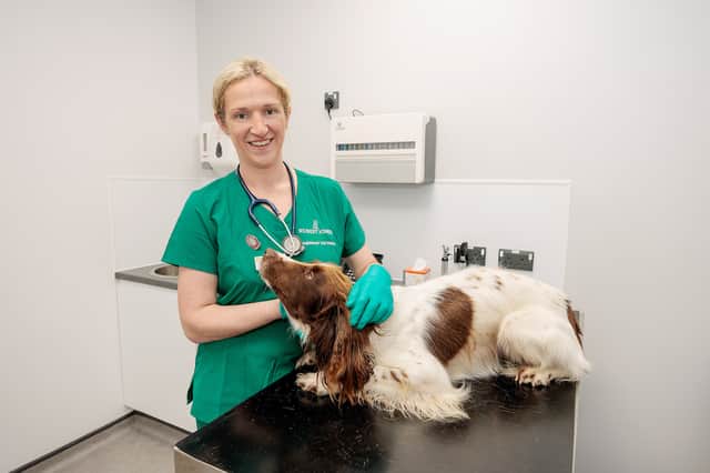 A vet and pet at Robert Jones Vets Blackpool in the assessment room