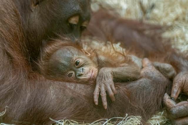 Blackpool Zoo's baby orangutan Janga, seen with his mum Jingga, is going to need an operation.