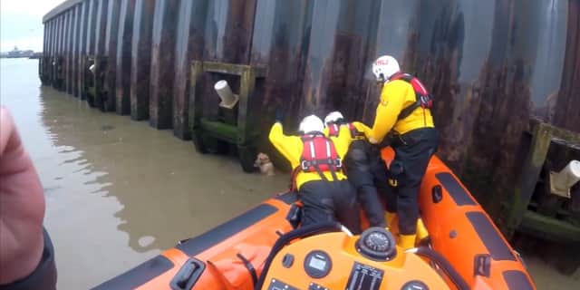 RNLI rescue dog after 14ft fall into river