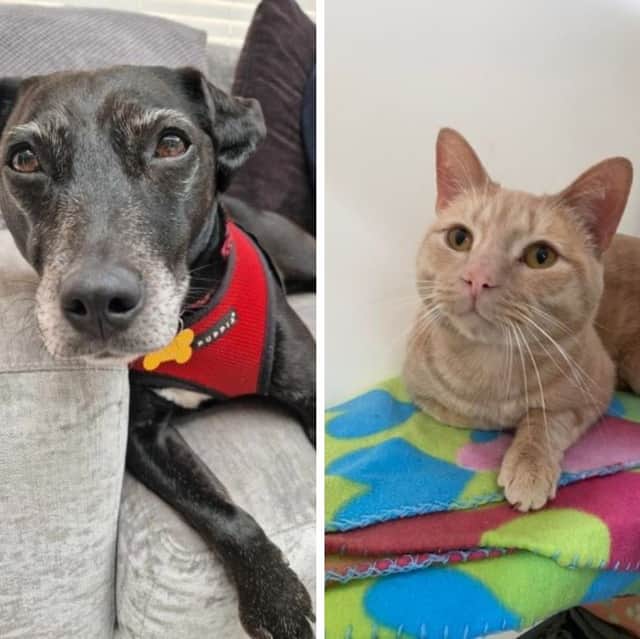 The RSPCA Preston and District Branch are in need of two full-time animal care assistants at their rehoming centre in Ribbleton.
