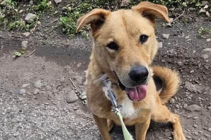 A lonely dog named Bear who has spent the last four years in kennels is in desperate need of loving home.