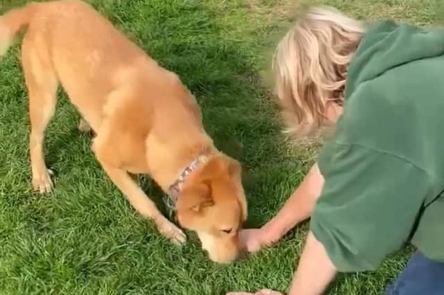 He is described as a 'cheeky, bouncy dog' who likes walking.