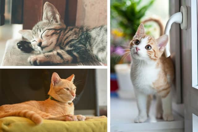 Cat microchipping is now mandatory. Credit: Ihsan Adityawarman, Wojciech Kumpicki and Hiang Kanjinna on Pexels