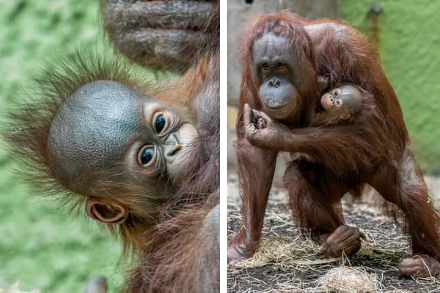Summer, the Bornean orangutan, with her new baby boy at Blackpool Zoo. Credit: Alison Allen