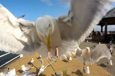 A woman has told how her hero son saved a cat who she claims was repeatedly being attacked by a seagull.