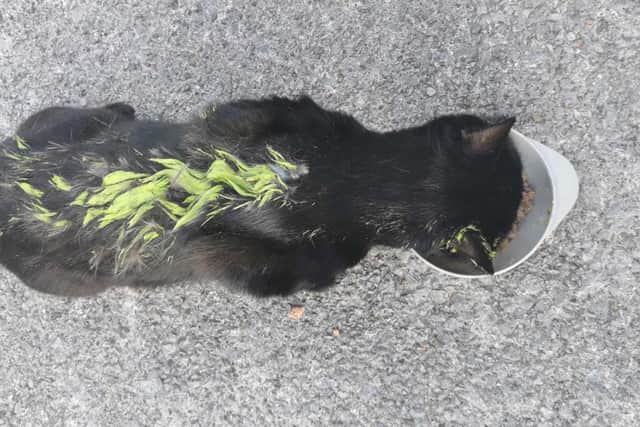 A black cat was rescued after being sprayed with green paint in Lancashire (Credit: English Barn Cats)